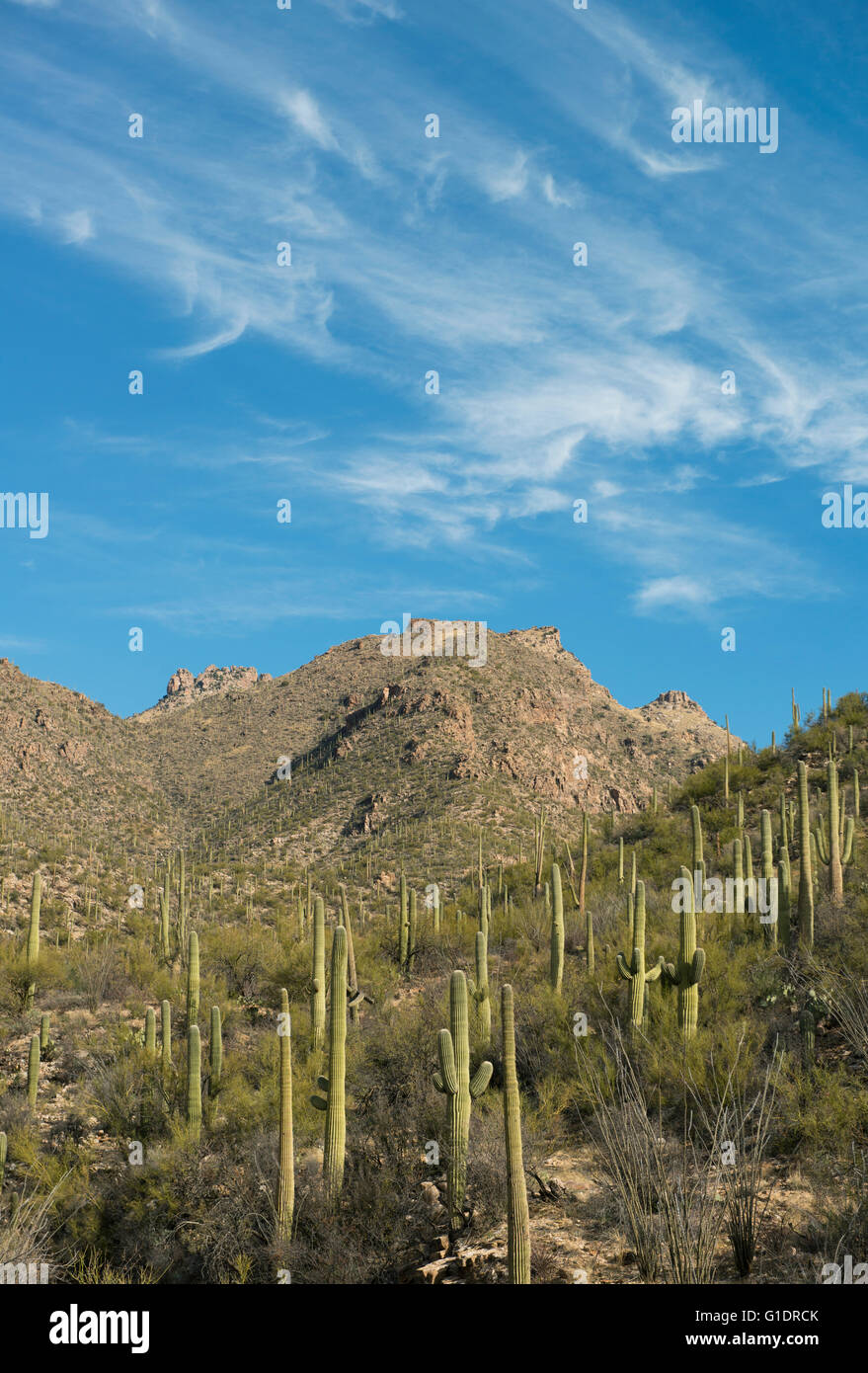 Sabino Canyon, Tucson, Arizona, EE.UU. Foto de stock