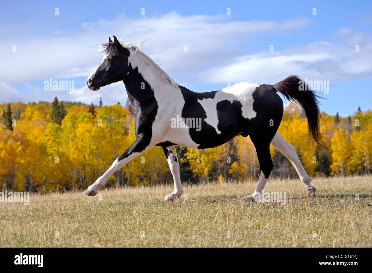 Blanco y negro semental Tobiano Pinto ejecutando en pradera con árboles en colores de otoño Foto de stock