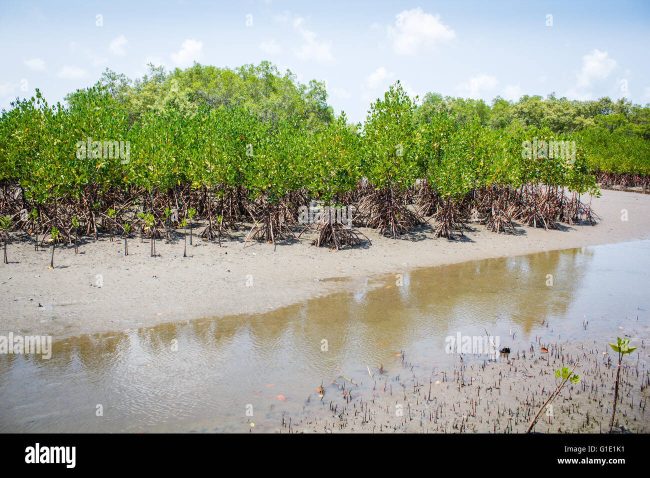 Bosque en el estuario del río o el bosque de manglares. Foto de stock