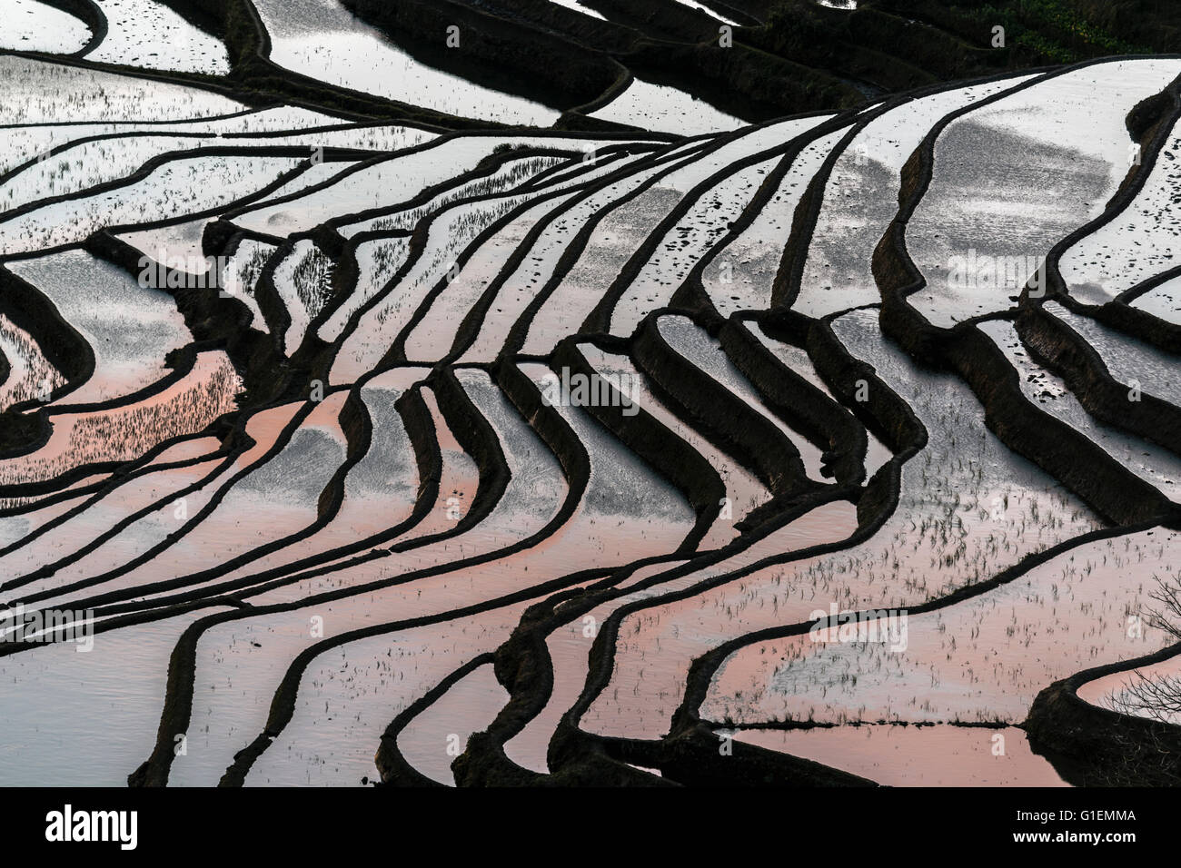 Terrazas de arroz lleno de agua reflejando el amanecer, Yuanyang Duoyishu, condado, provincia de Yunnan, China Foto de stock