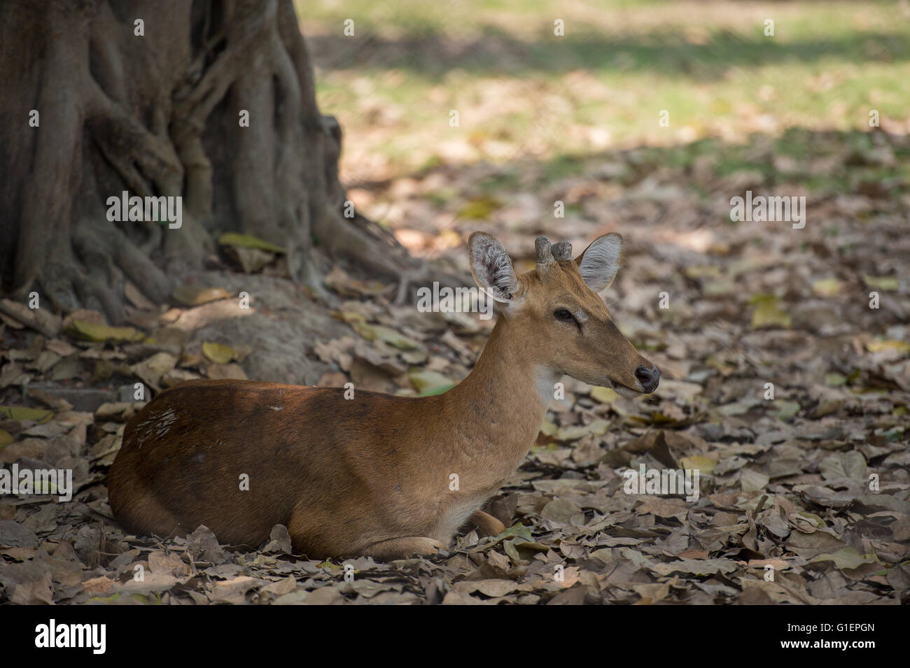 Hembra de color marrón-antlered ciervos, Cervus eldii, eldii, cérvidos, India, Asia Foto de stock