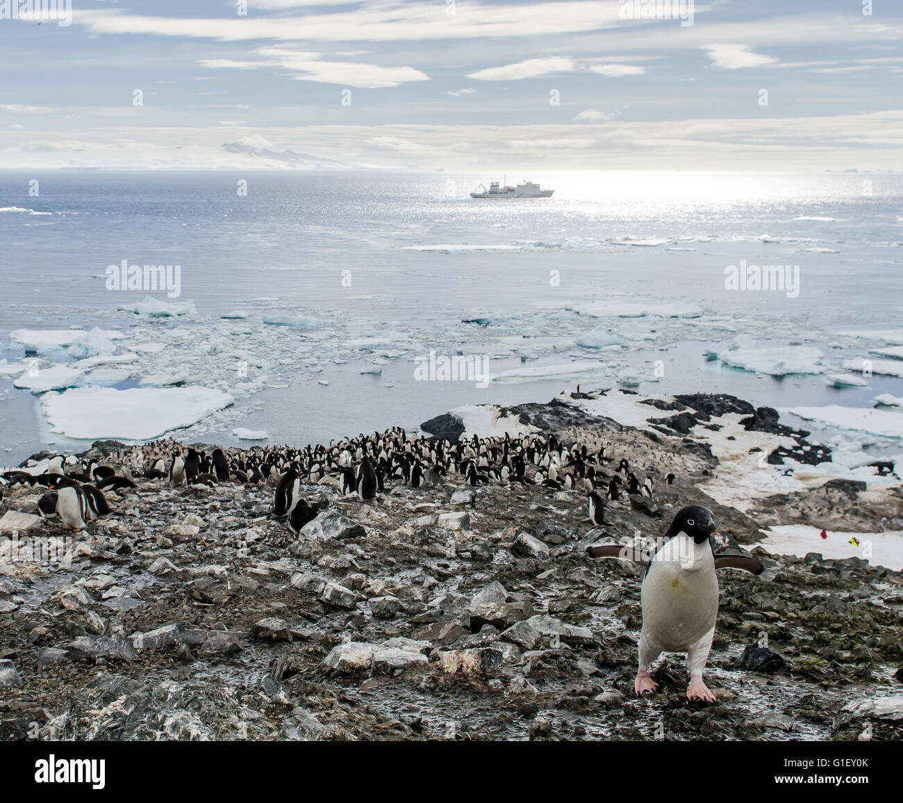 AdŽlie colonia de pingüinos papúa (Pygoscelis adeliae) Acantilados de granza en la Península Antártica La Antártida Foto de stock