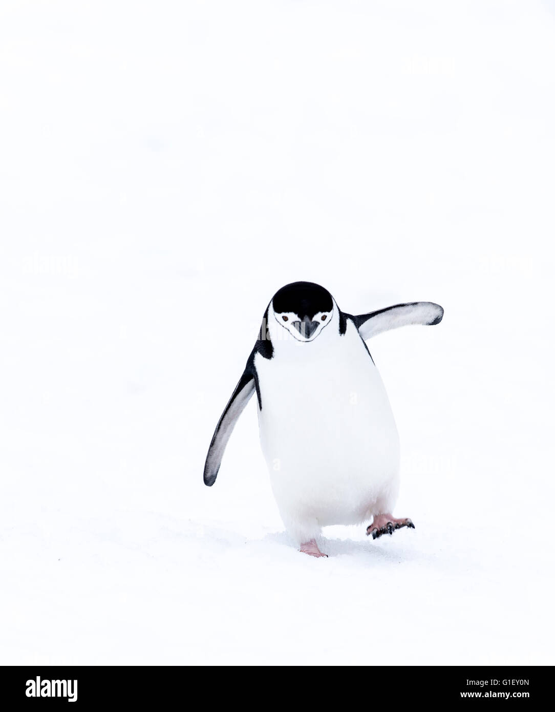 Pingüinos de barbijo (Pygoscelis antarctica), la mitad de la isla de La Luna en la Península Antártica La Antártida Foto de stock