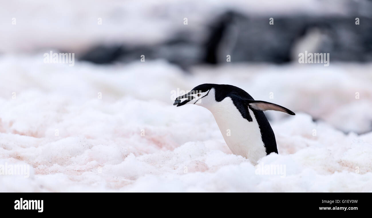 Pingüinos de barbijo (Pygoscelis antarctica) recolectando piedras para anidar la isla Half Moon Península Antártica La Antártida Foto de stock