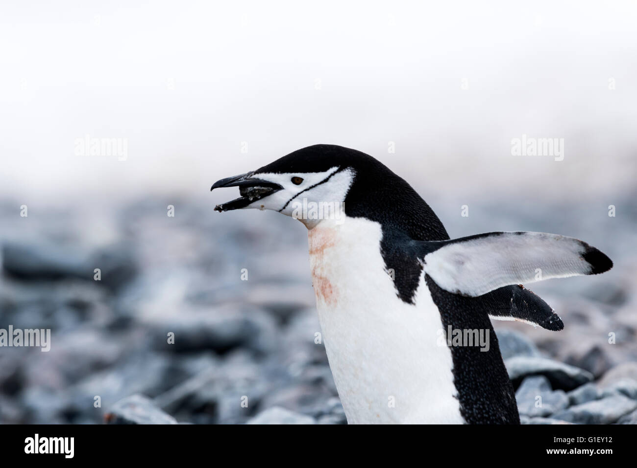Pingüinos de barbijo (Pygoscelis antarctica) recolectando piedras para anidar la isla Half Moon Península Antártica La Antártida Foto de stock