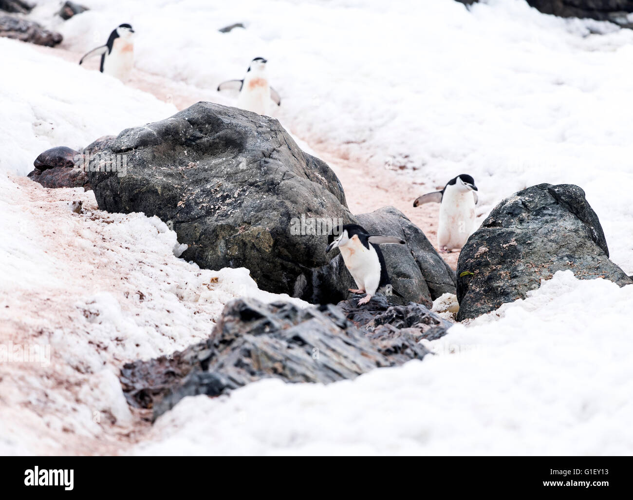 Los pingüinos de barbijo (Pygoscelis antarctica) caminando sobre la autopista de pingüino para anidar la isla Half Moon Península Antártica La Antártida Foto de stock