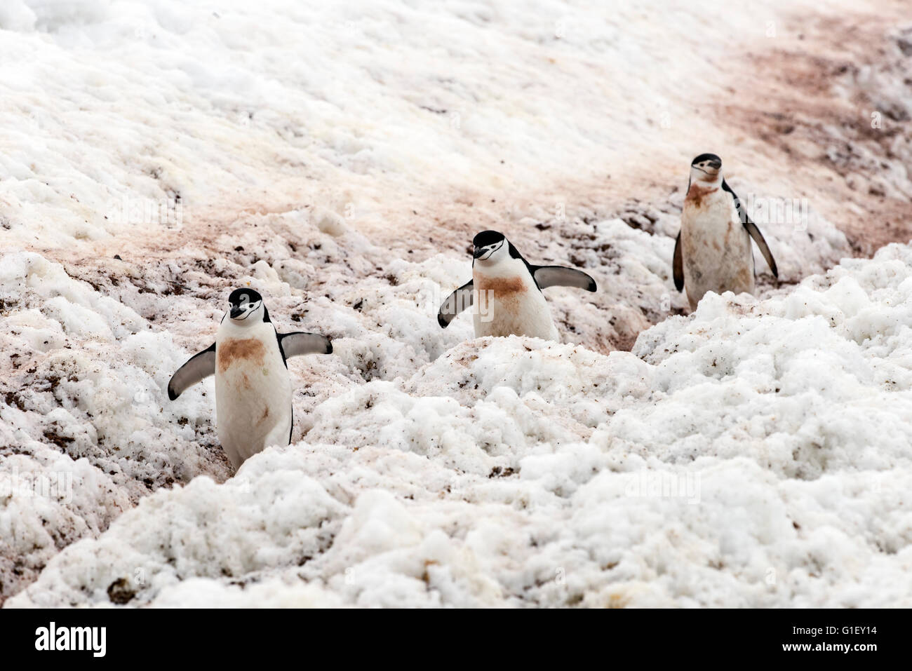 Los pingüinos de barbijo (Pygoscelis antarctica) caminando sobre la autopista de pingüino para anidar la isla Half Moon Península Antártica La Antártida Foto de stock