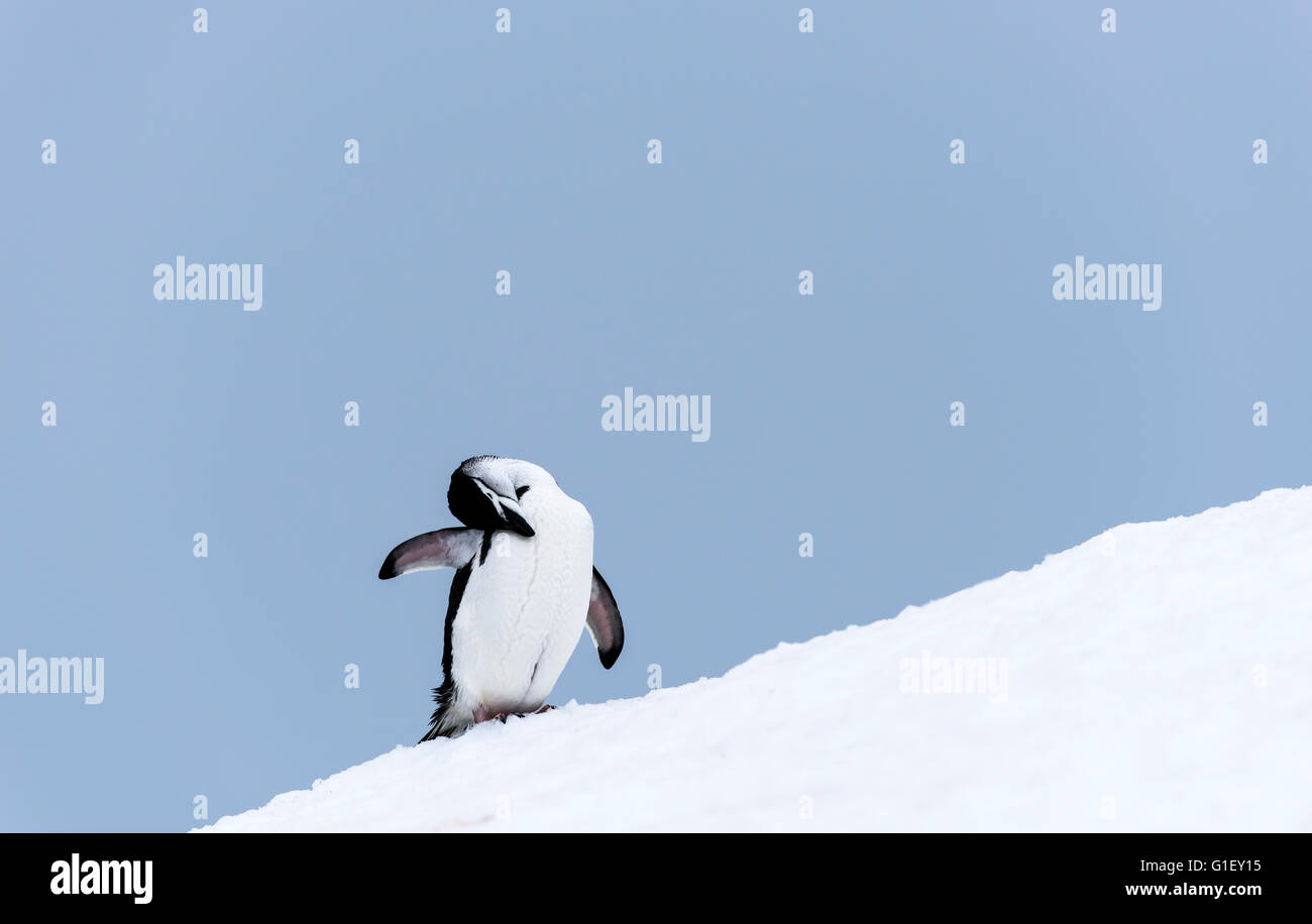 Pingüinos de barbijo (Pygoscelis antarctica) grooming sobre nieve la mitad de la isla de La Luna en la Península Antártica La Antártida Foto de stock
