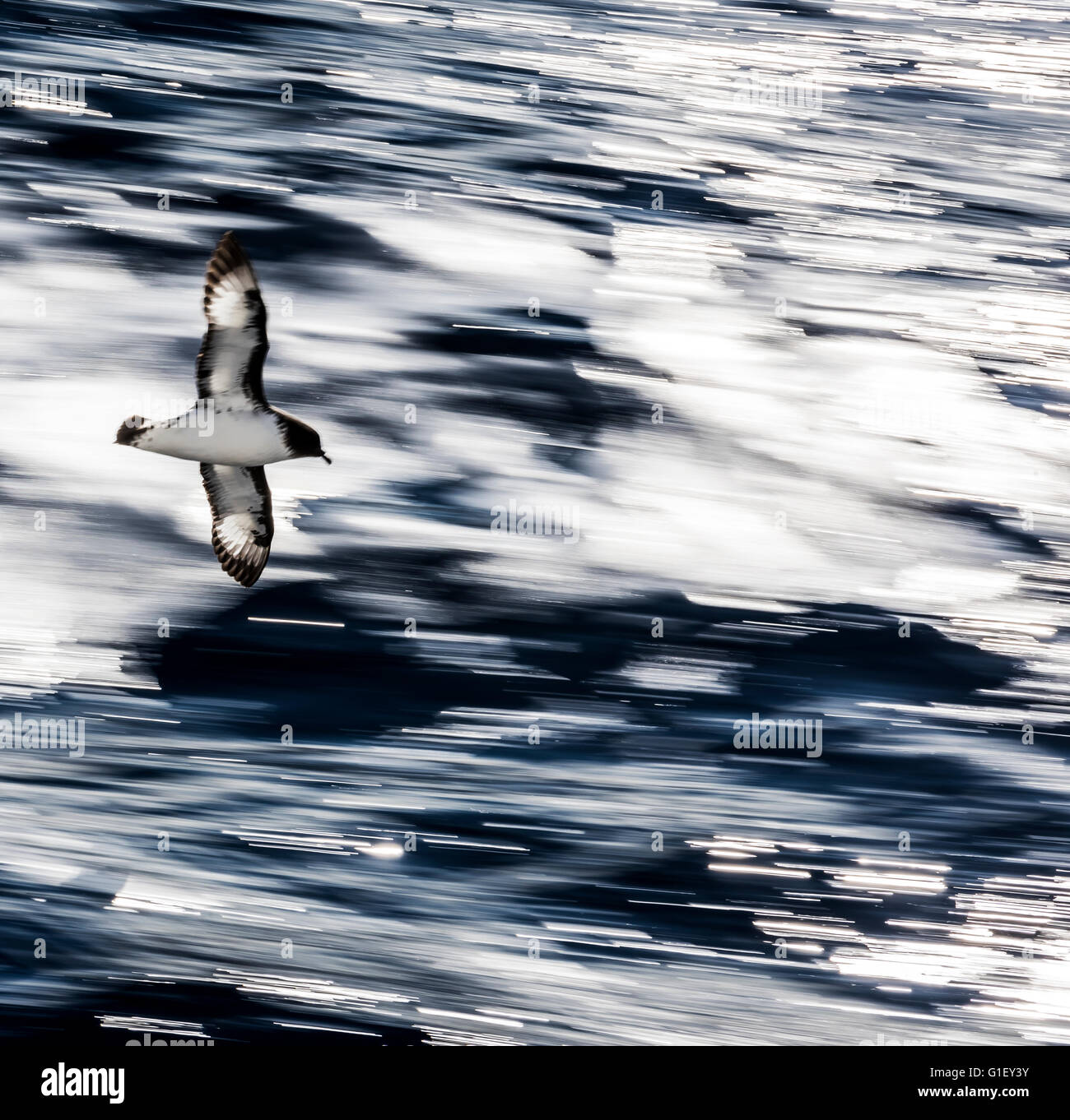 Petrel damero (Daption capense), petreles paloma del Cabo o pintado en vuelo Drake Océano Austral Foto de stock