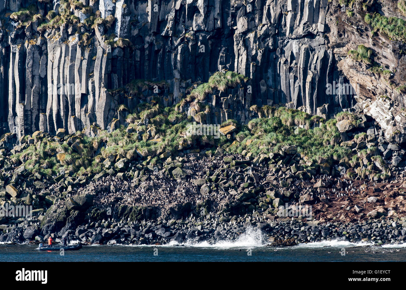 Acantilados de basalto, Islas antípodas Nueva Zelanda Foto de stock