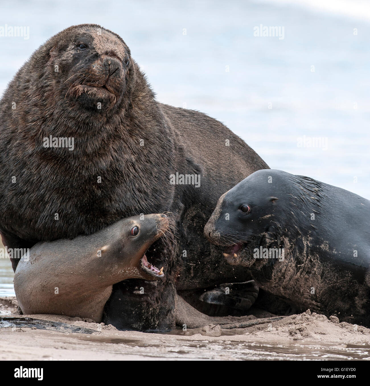 Dos hombres y una mujer en Nueva Zelanda o Hooker's lobos marinos (Phocarctos hookeri) en la playa, mostrando un comportamiento agresivo Enderby Foto de stock