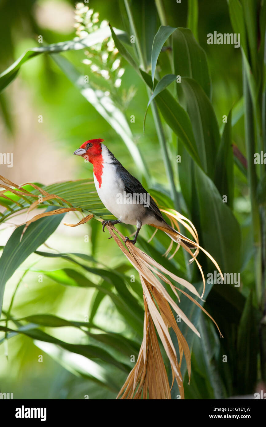 Crested rojo cardenal, Canto del pájaro sentado en una planta tropical en busca de alimentos Foto de stock