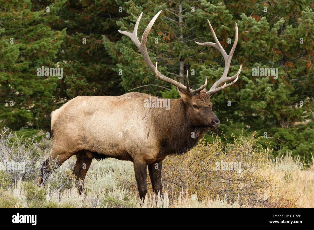 Bull elk o Cervus elaphus de pie en una pradera delante de pinos. Foto de stock