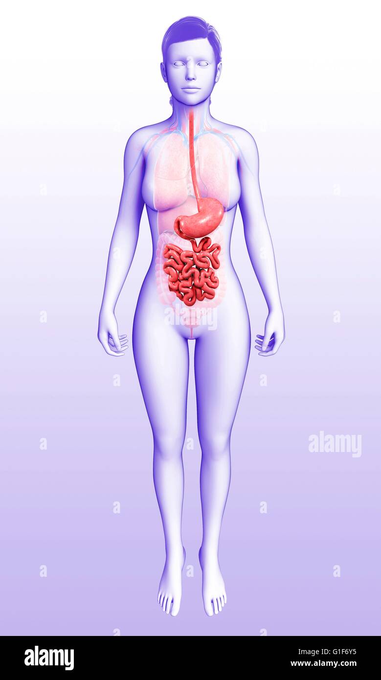 El sistema digestivo humano, ilustración. Foto de stock