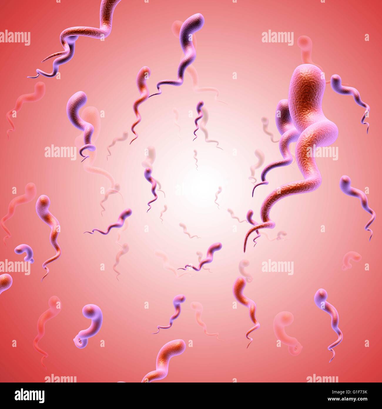 La bacteria de la sífilis, la ilustración Fotografía de stock - Alamy