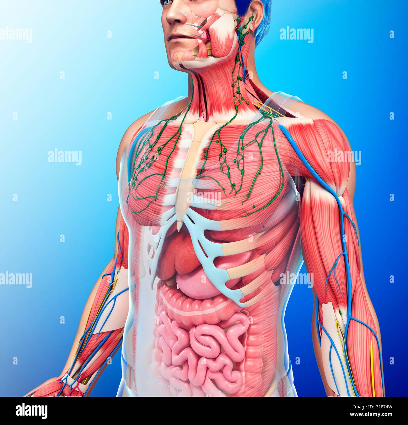 Anatom A Del Pecho Humano Ilustraci N Fotograf A De Stock Alamy