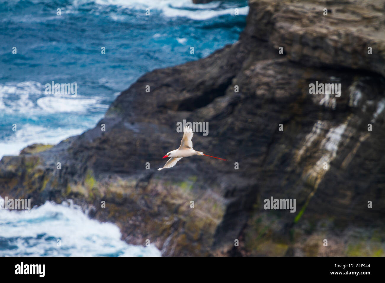 Rojo-blanco facturó Tropic bird Phaethon aethereus volando junto a un acantilado de Kauai, Hawaii Foto de stock