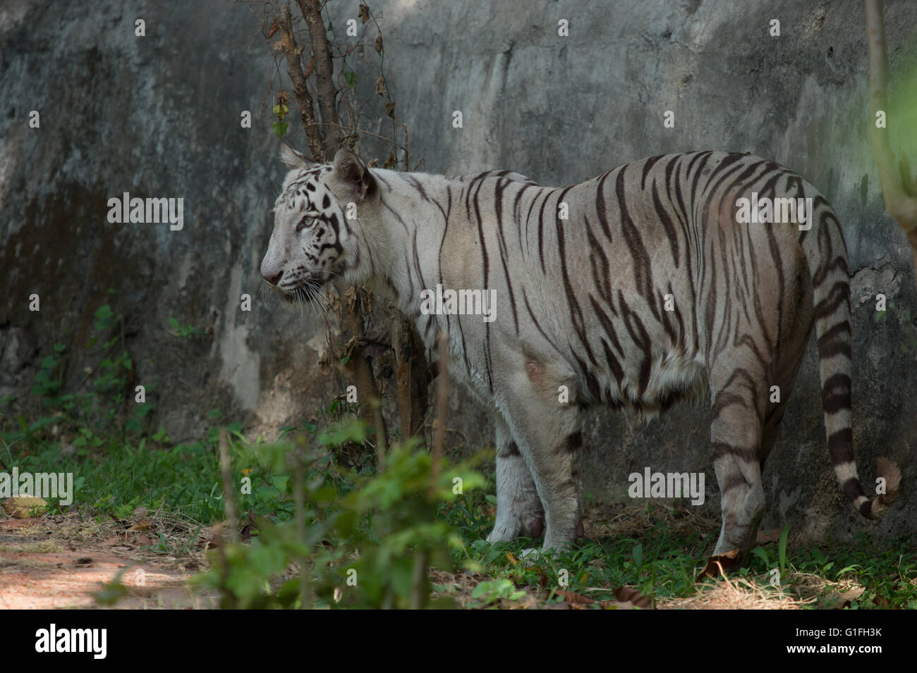Blanco tigre de Bengala (Panthera tigris tigris), Felidae, Asia Foto de stock