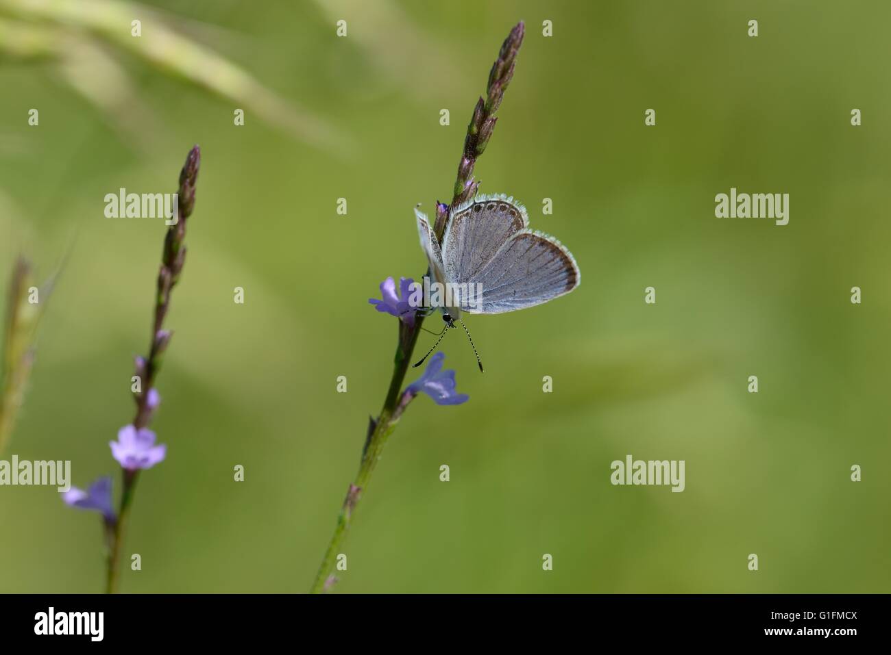 Tailed-Blue oriental Foto de stock