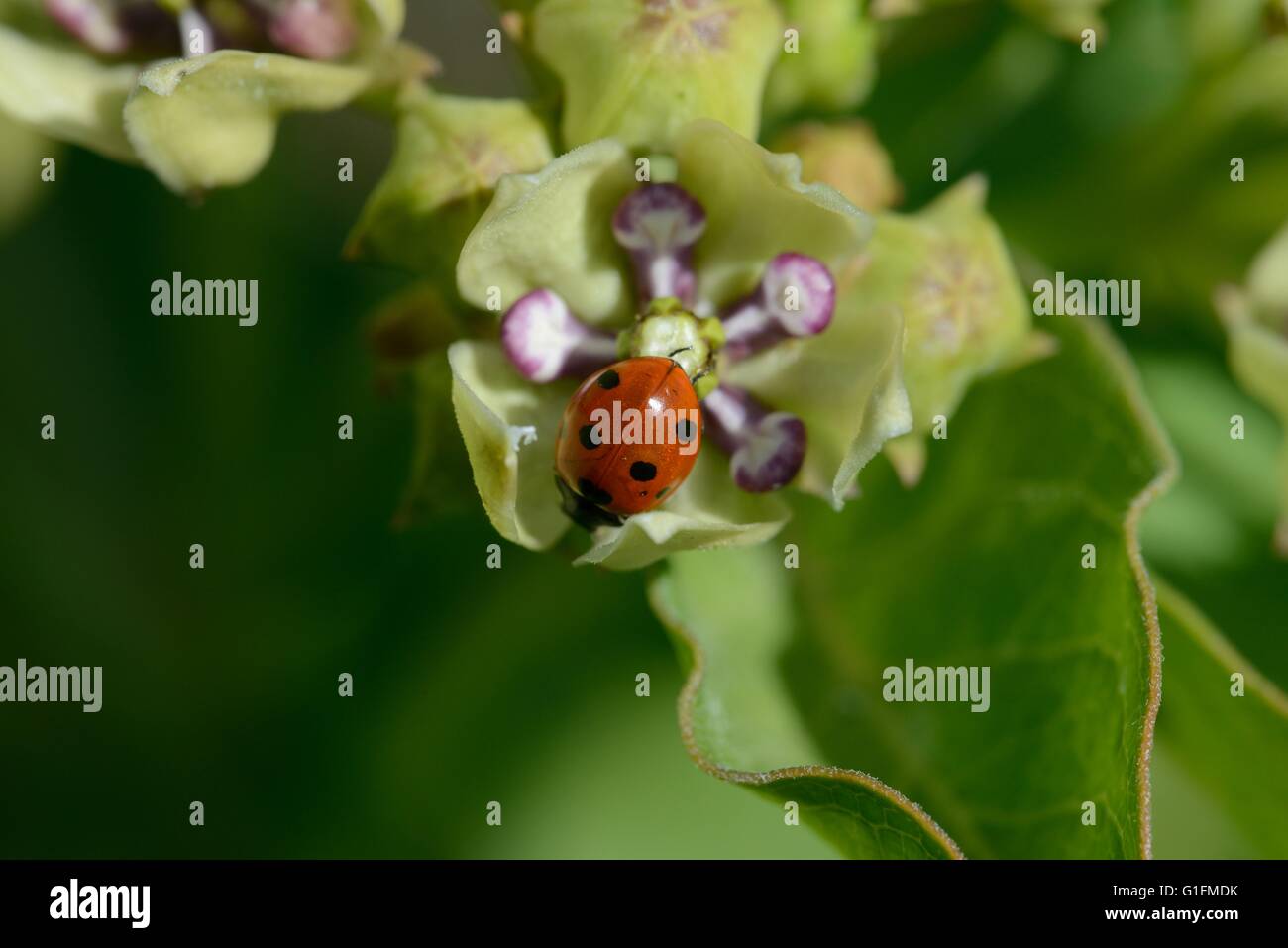 Asclepias verde florece con siete-spotted Lady Beetle Foto de stock