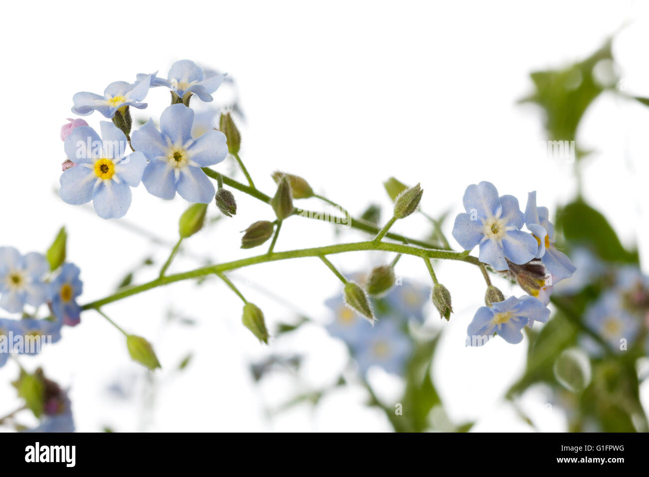 Flores nomeolvides fotografías e imágenes de alta resolución - Alamy
