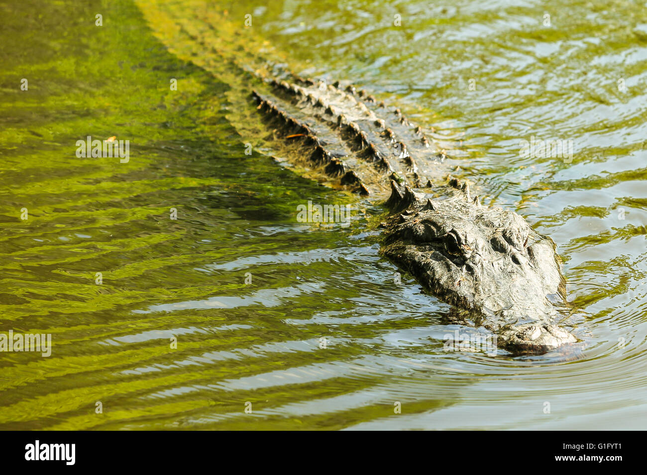 En un cocodrilo de pantano louisana Foto de stock