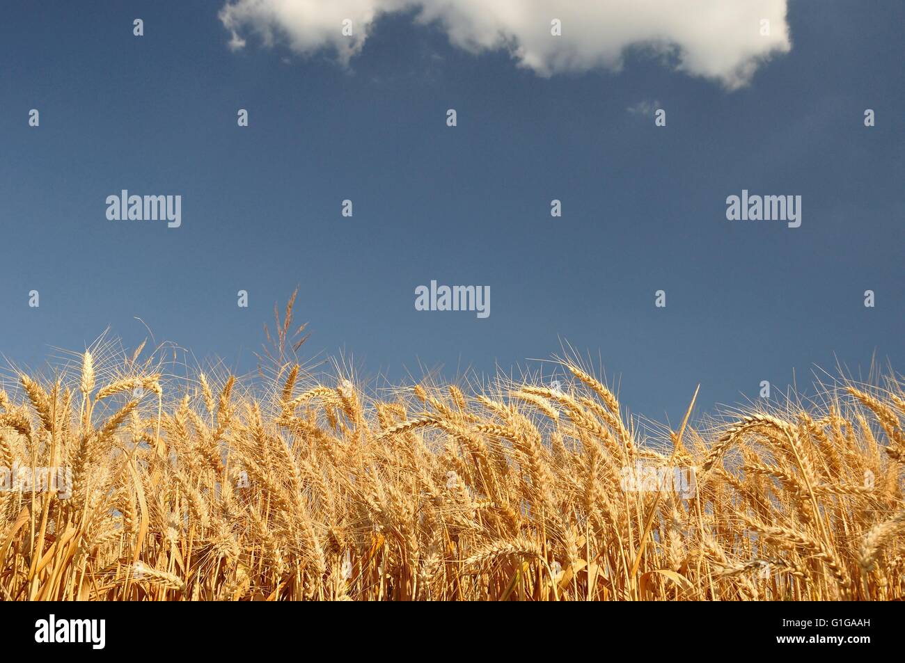 Campo de trigo dorado con el cielo azul y las nubes blancas en el fondo. Espacio en la parte superior Foto de stock