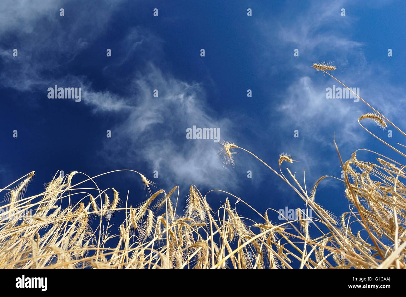 Campo de trigo de oro y cielo azul con nubes blancas en fondo en perspectiva. Espacio en la parte superior Foto de stock