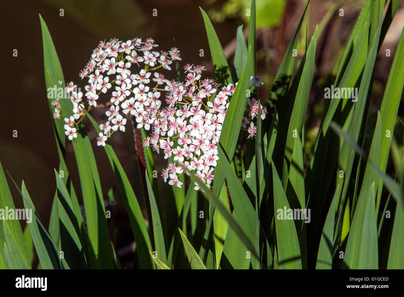 Darmera peltata flor, ruibarbo indio o planta paraguas, floreciendo en la orilla del arroyo entre las hojas de lirios Foto de stock