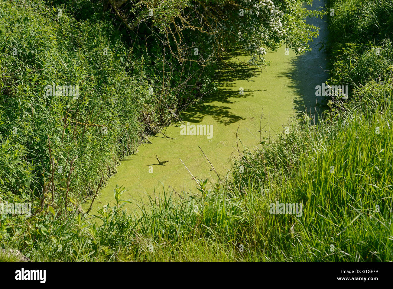 Las algas verdes en una zanja de desagüe en la campiña británica Foto de stock