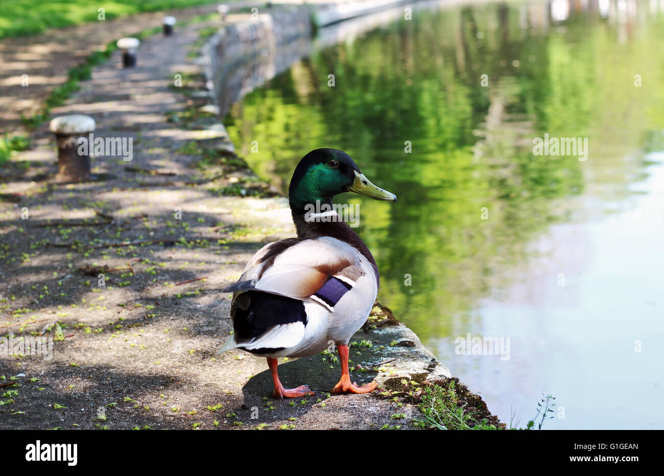 Captura de un pato ubicado cerca del canal de Leicester antes de que se dio a la fuga. Foto de stock