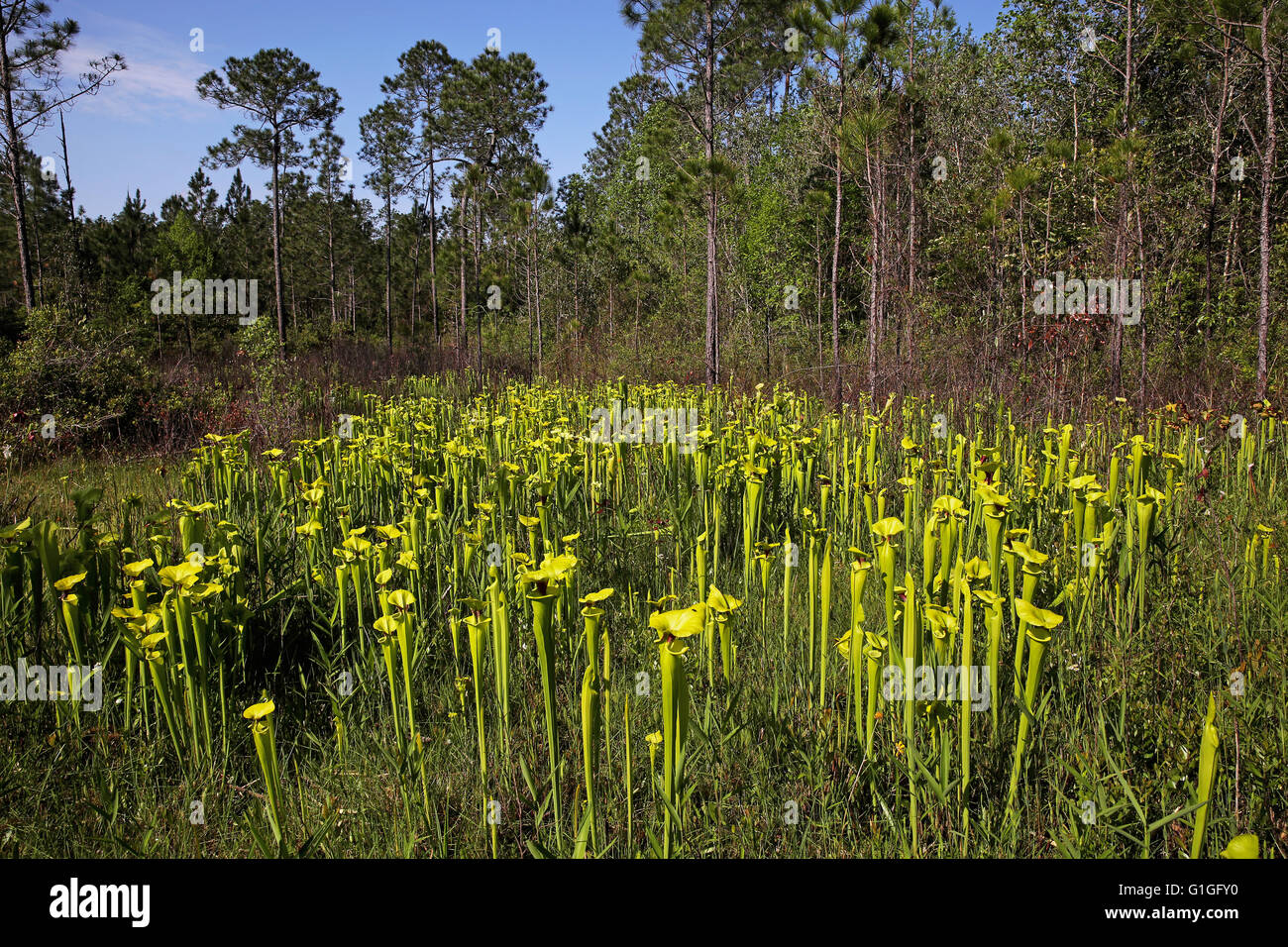 Planta carnívora amarilla o trompeta las plantas jarro Sarracenia flava var rugelii crecen en infiltración bog Florida USA Foto de stock
