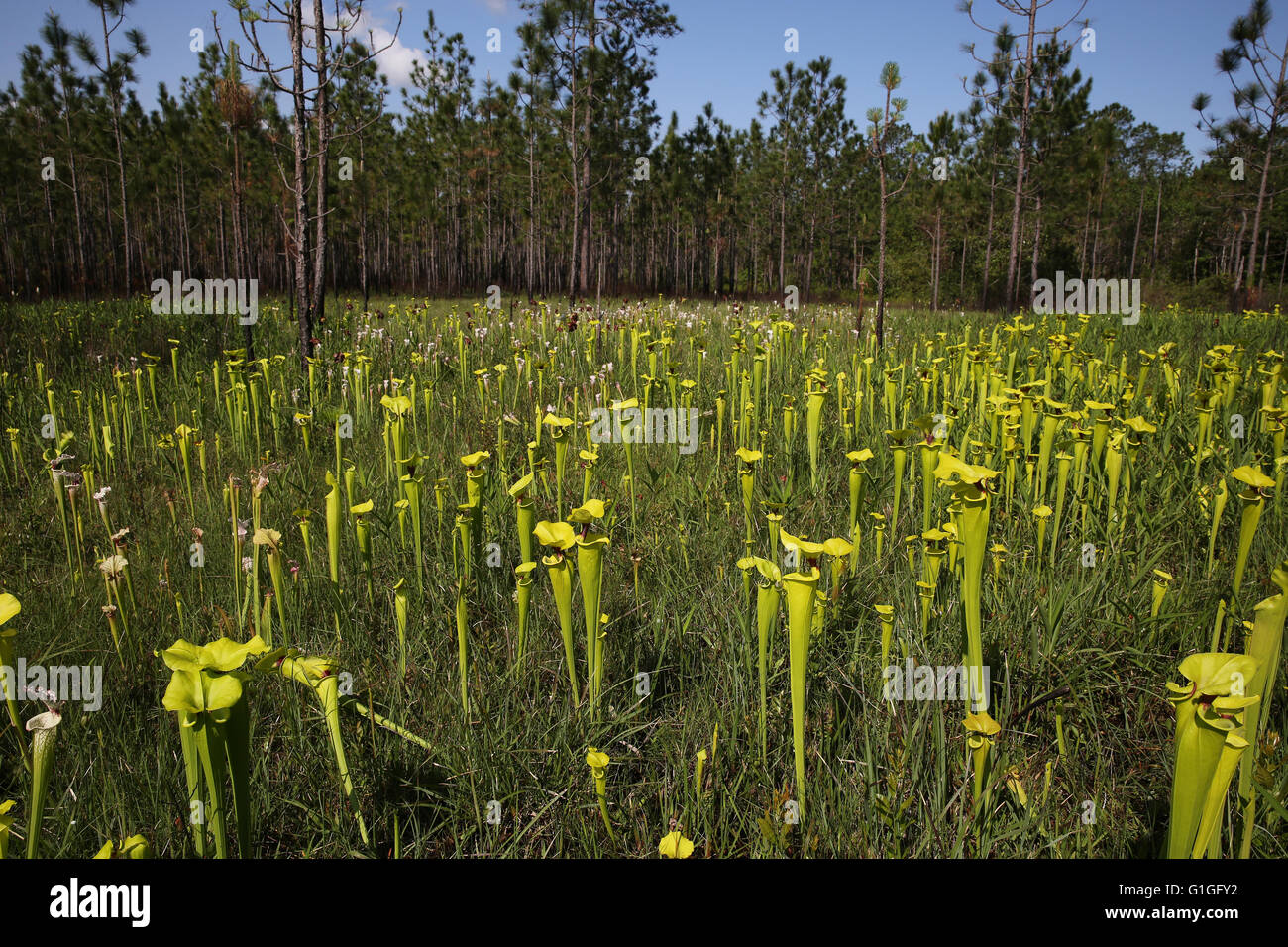 Planta carnívora amarilla o trompeta las plantas jarro Sarracenia flava var rugelii híbridos y S. x Moorei, filtración bog, Alabama, EE.UU. Foto de stock