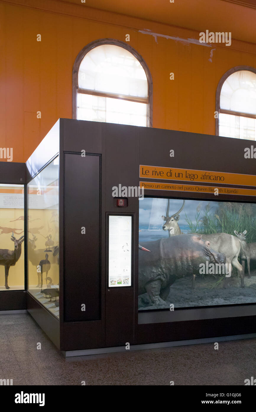 Museo de Historia Natural, animales de peluche en vitrinas: hipopótamo una gacela Foto de stock