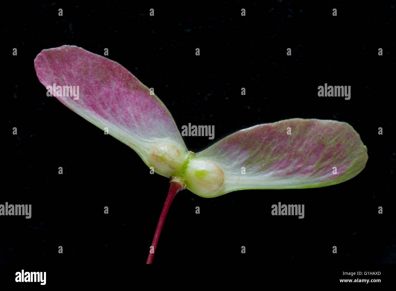 Las semillas de arce japonés están emparejados samaras un achene alado también conocido como spinning jenny Foto de stock