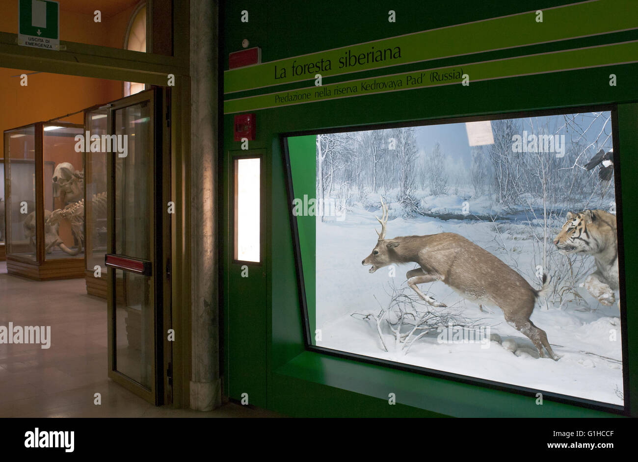 Museo de Historia Natural, animales de peluche en vitrinas: Tiger adjuntando un ROE (ciervo) Foto de stock