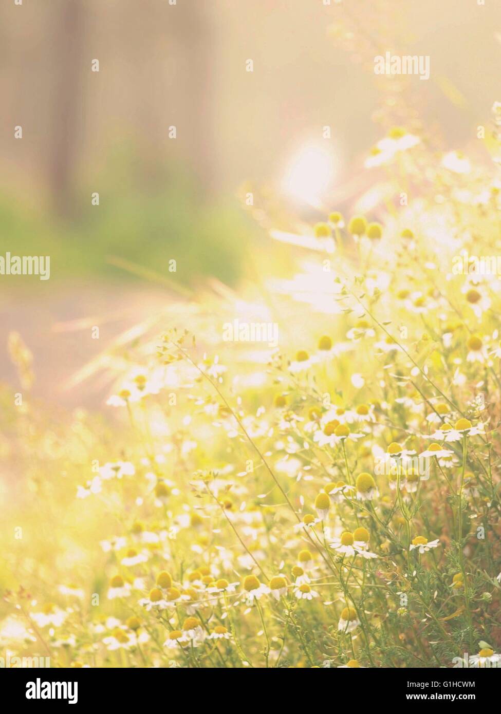 Soft Focus de manzanilla silvestre soleada pradera iluminada Foto de stock