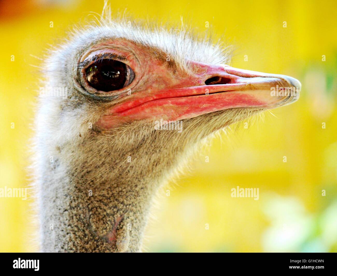 Primer plano del avestruz curiosamente mirando a la cámara. Foto de stock
