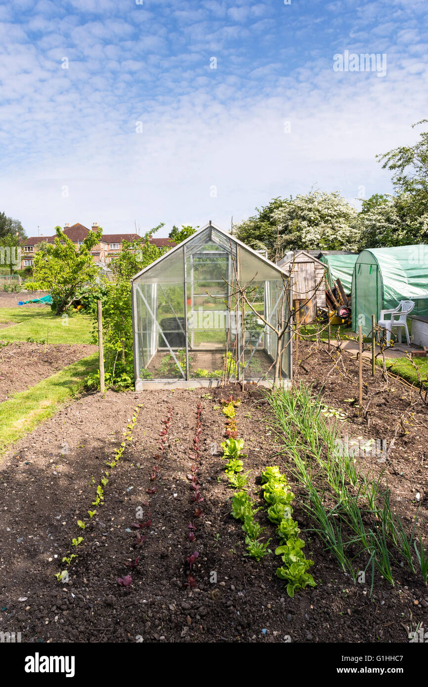Bien cuidada asignación jardín en primavera. Una parcela de tierra para que las familias puedan cultivar hortalizas para uso personal. Foto de stock