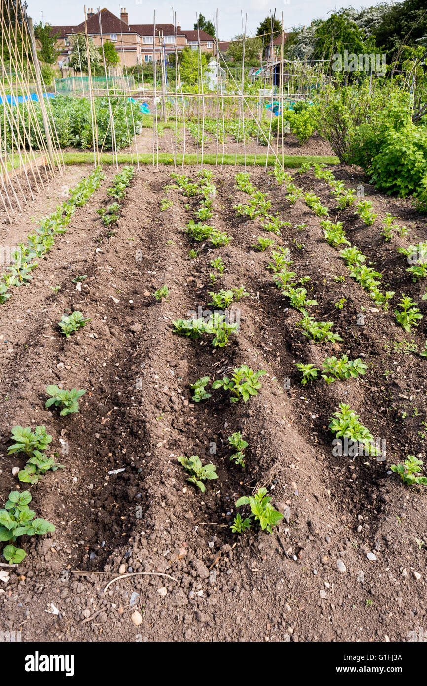 Bien cuidada asignación jardín en primavera. Una parcela de tierra para que las familias puedan cultivar hortalizas para uso personal. Foto de stock