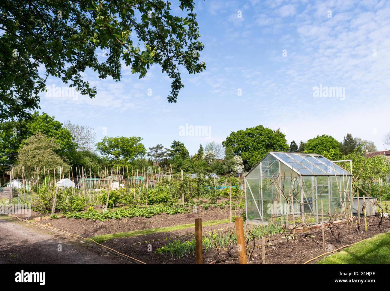 Bien cuidada asignación jardín en primavera. Una parcela de tierra para que las familias puedan cultivar hortalizas para uso personal. Foto de stock