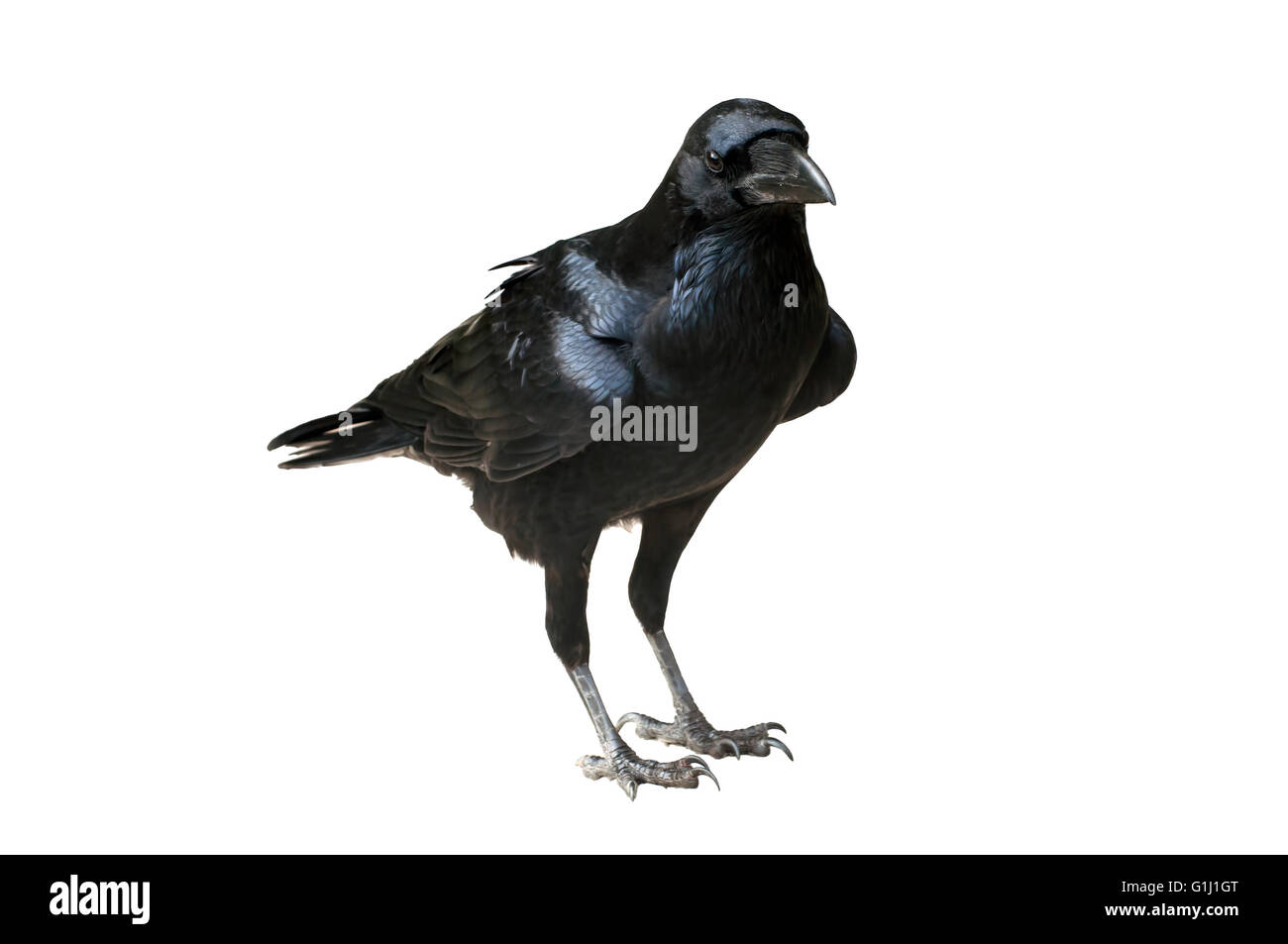 Raven aislado en blanco - Raven de pie en un suelo plano Foto de stock