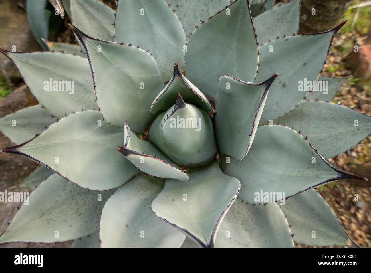 Especies de plantas suculentas del género Aloe Foto de stock