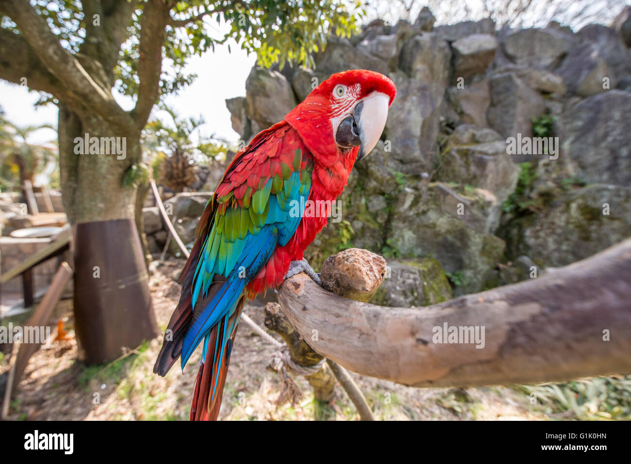 Un colorido loro en rama en el zoo Foto de stock