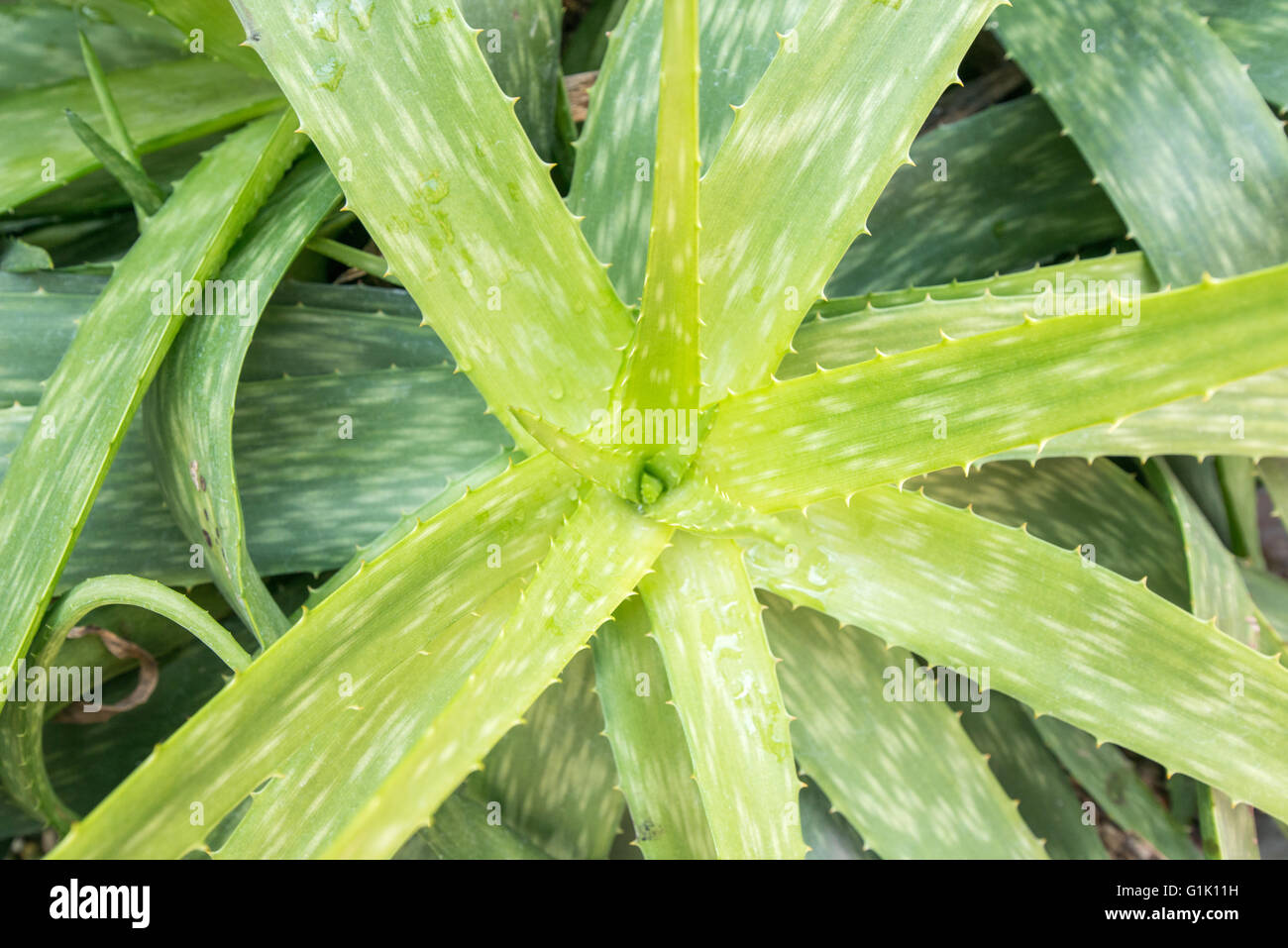 Vista anterior del abrir hojas de una planta de Aloe Foto de stock