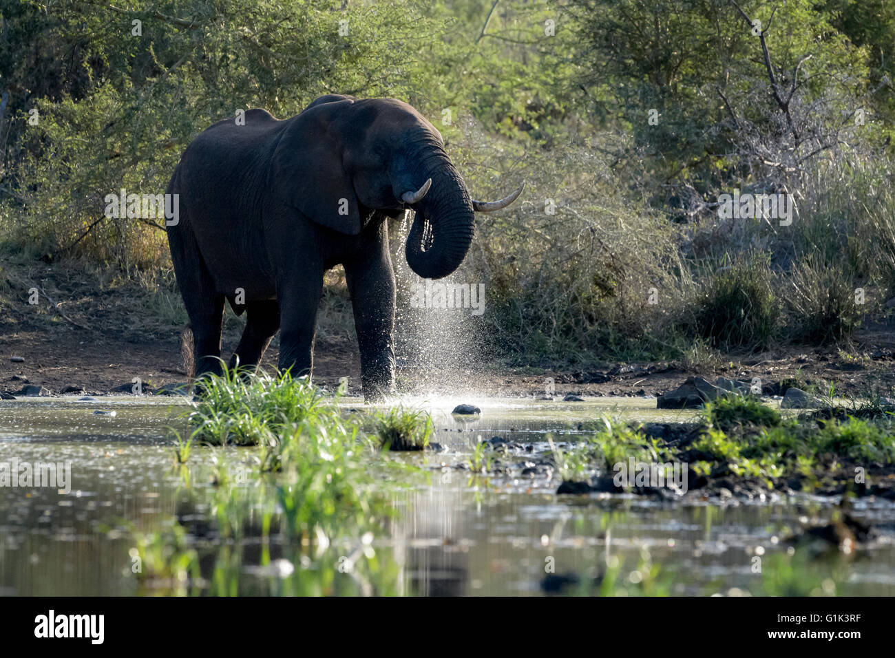 Elefante africano (loxodonta africana), el agua potable, retroiluminado, el parque nacional Kruger, Sudáfrica Foto de stock