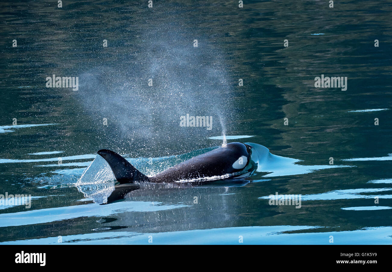 Superficies de una orca y exhala el aire a través de su orificio de soplado Foto de stock