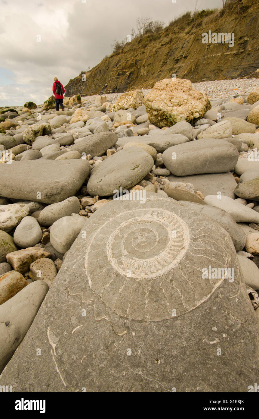 Fósiles de ammonites sobre una roca en una playa en Lyme Regis, Dorset, Reino Unido. Walker en la distancia. Foto de stock