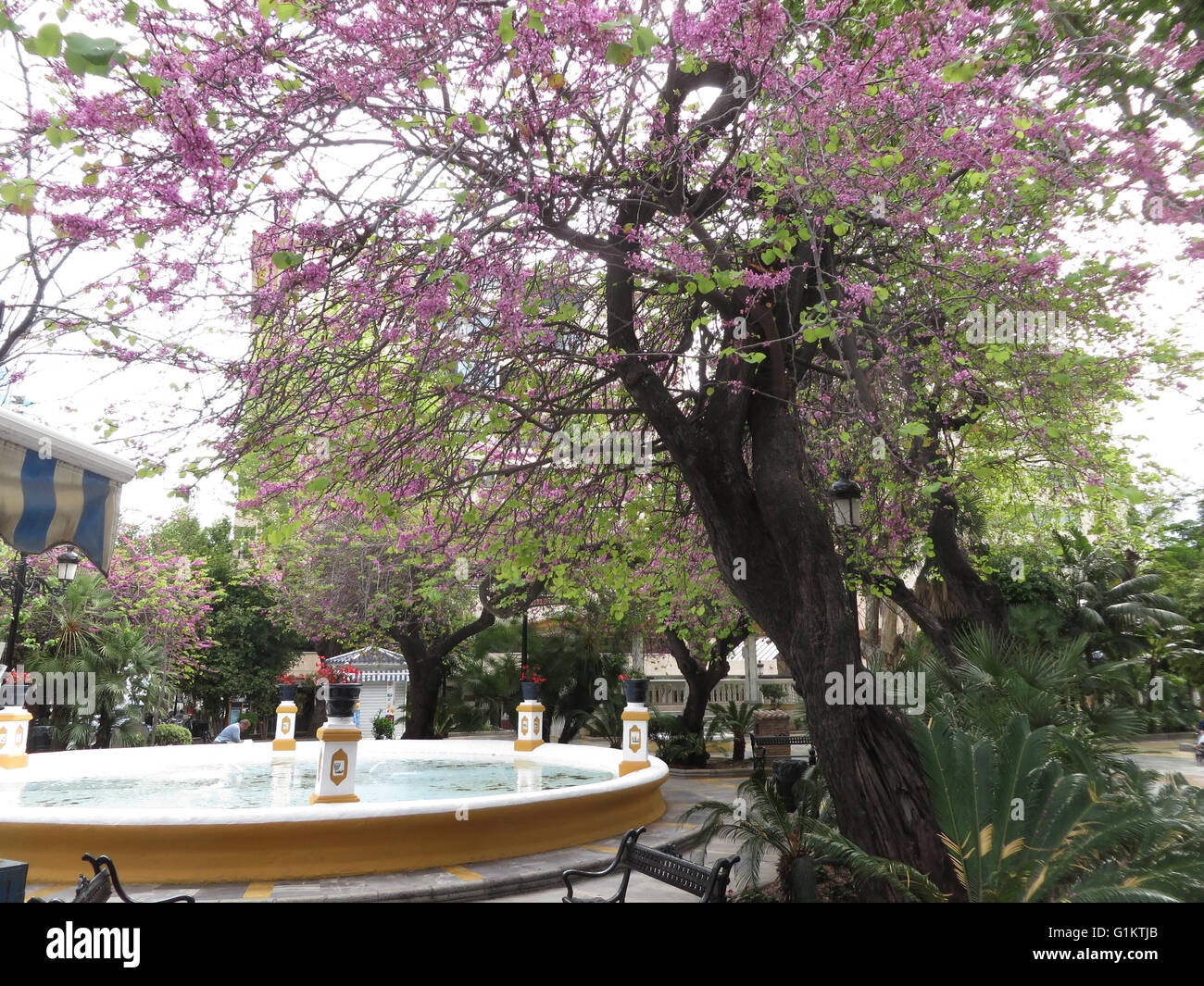La primavera en el Parque de la alameda de Marbella, Andalucia España Foto de stock