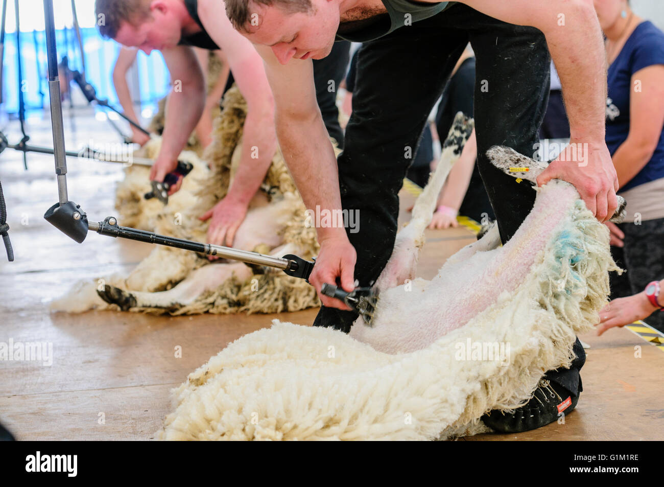 Los hombres Use cortauñas para distorsionar vellones de ovejas en una competencia de esquila de ovejas. Foto de stock